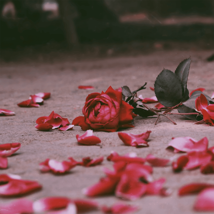 A red rose surrounded by scattered rose petals on a textured surface.
